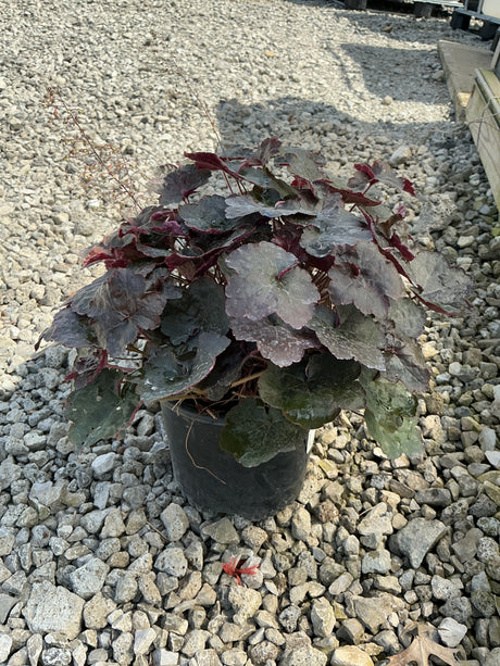 Palace Purple Coral Bells in a #1 container, showing deep burgundy-purple foliage on a gravel nursery surface.