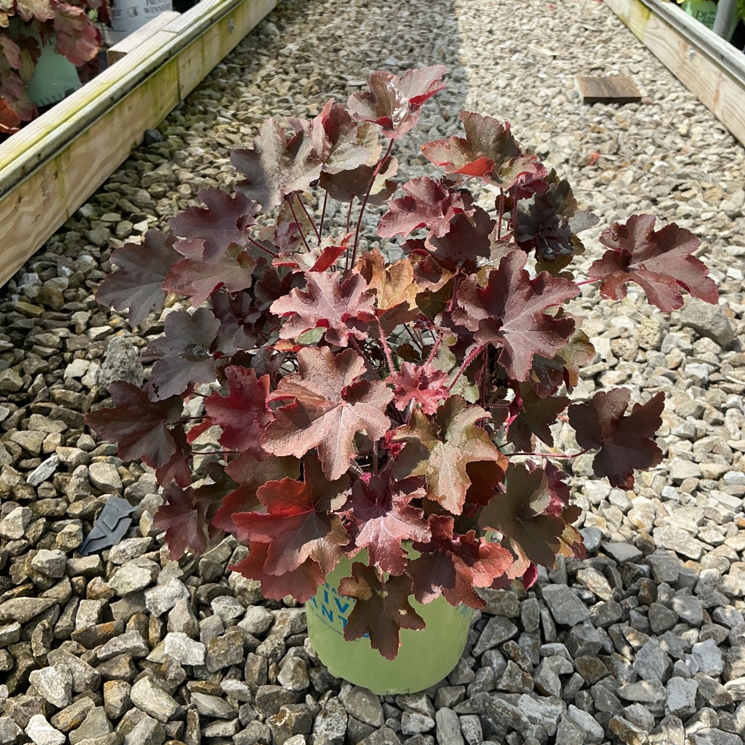 Bronze Wave Coral Bells heuchera with deep burgundy-red ruffled foliage growing in a container at a garden nursery.