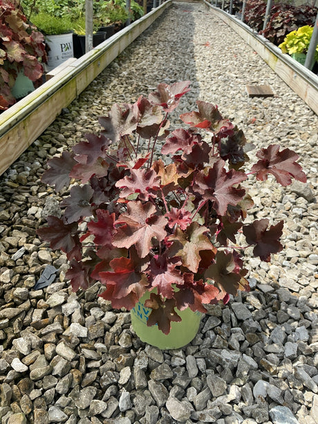Bronze Wave Coral Bells heuchera with deep burgundy-red ruffled foliage growing in a container at a garden nursery.