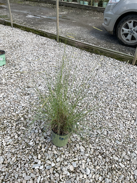 Blonde Ambition Blue Grama Grass growing in a nursery container on a gravel surface, showing fine upright blue-green blades.