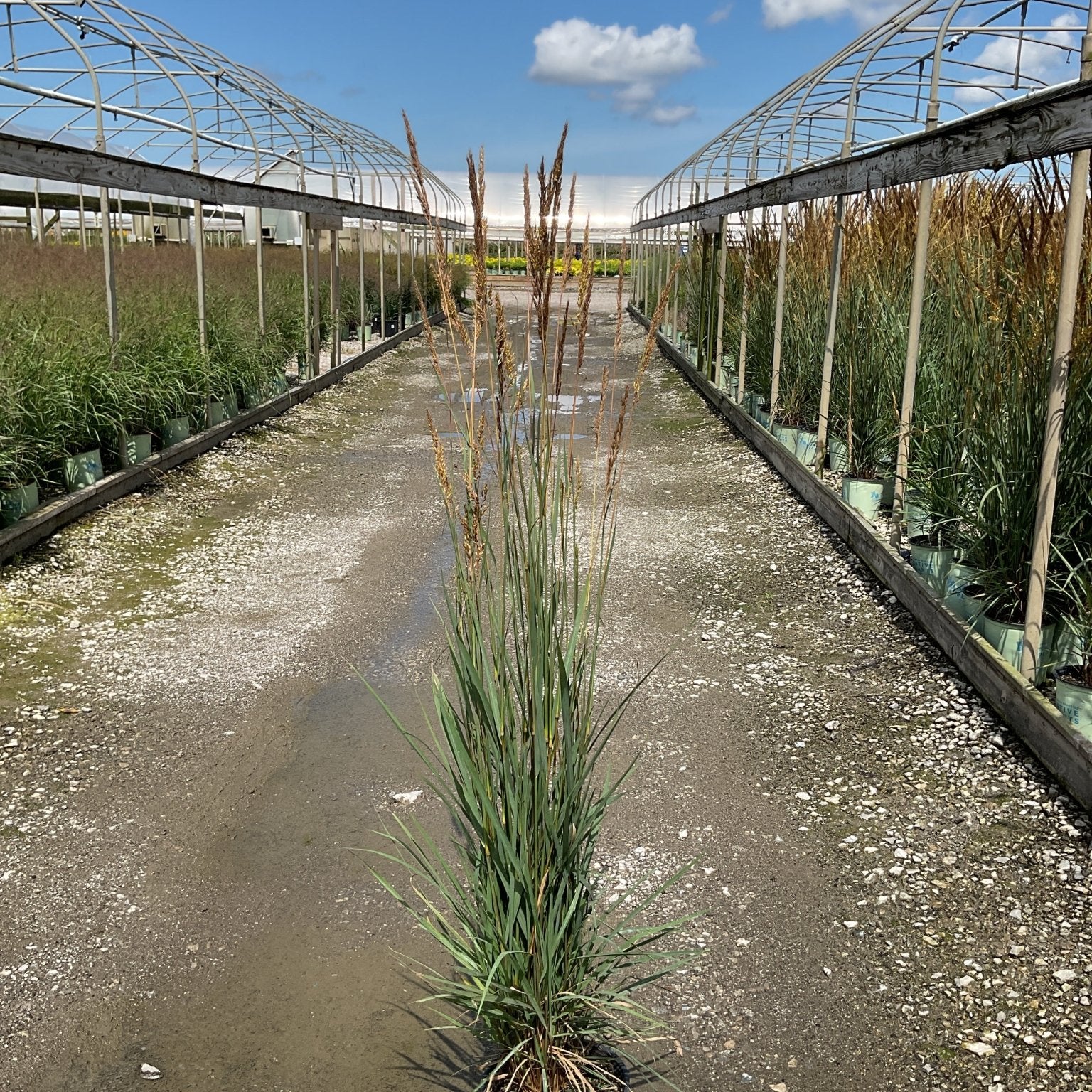 Golden Sunset Prairie Grass in a #2 container displaying tall blue-green foliage and feathery seed heads at a nursery.