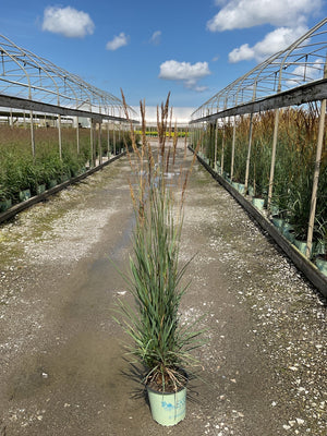 Golden Sunset Prairie Grass in a #2 container displaying tall blue-green foliage and feathery seed heads at a nursery.