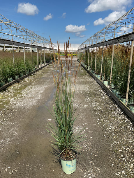 Golden Sunset Prairie Grass in a #2 container displaying tall blue-green foliage and feathery seed heads at a nursery.
