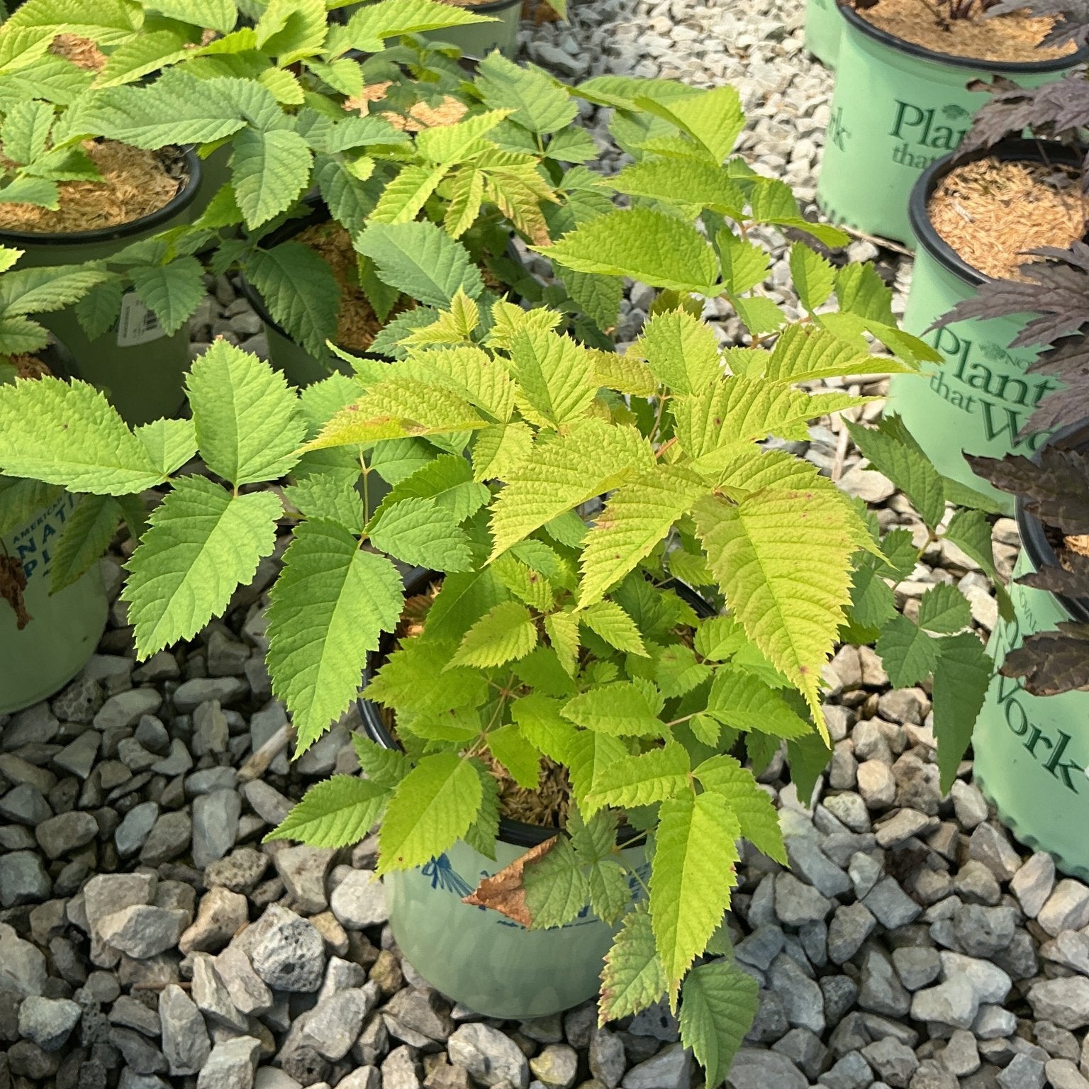 Aruncus dioicus Goat's Beard in a #1 container displaying bright green compound foliage at a nursery.