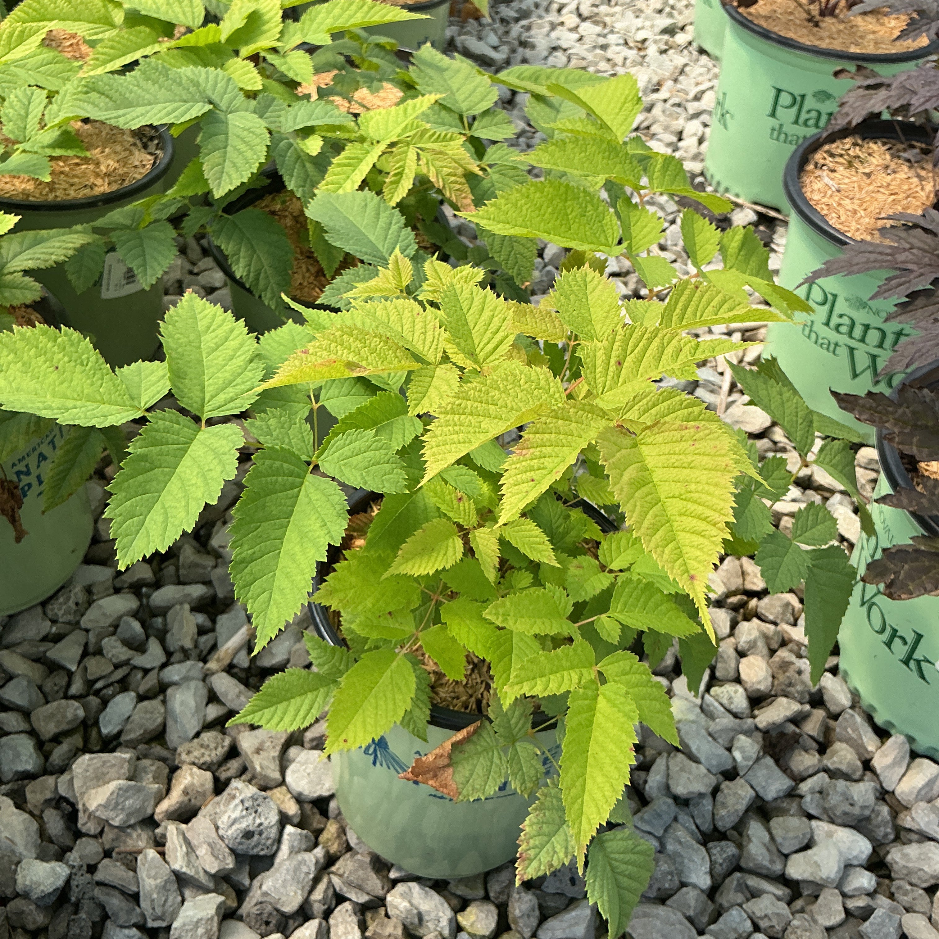 Aruncus dioicus Goat's Beard in a #1 container displaying bright green compound foliage at a nursery.