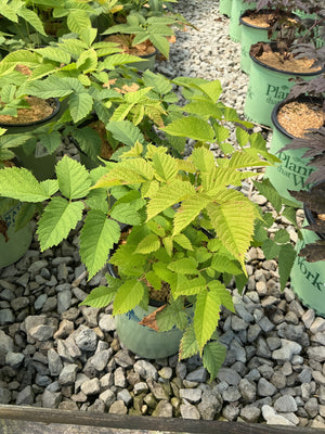 Aruncus dioicus Goat's Beard in a #1 container displaying bright green compound foliage at a nursery.