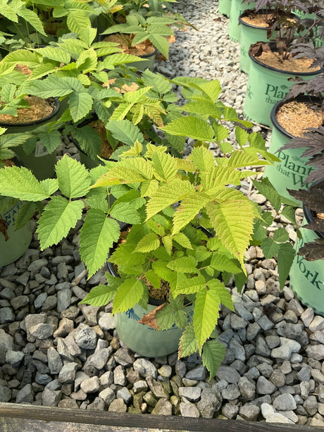 Aruncus dioicus Goat's Beard in a #1 container displaying bright green compound foliage at a nursery.