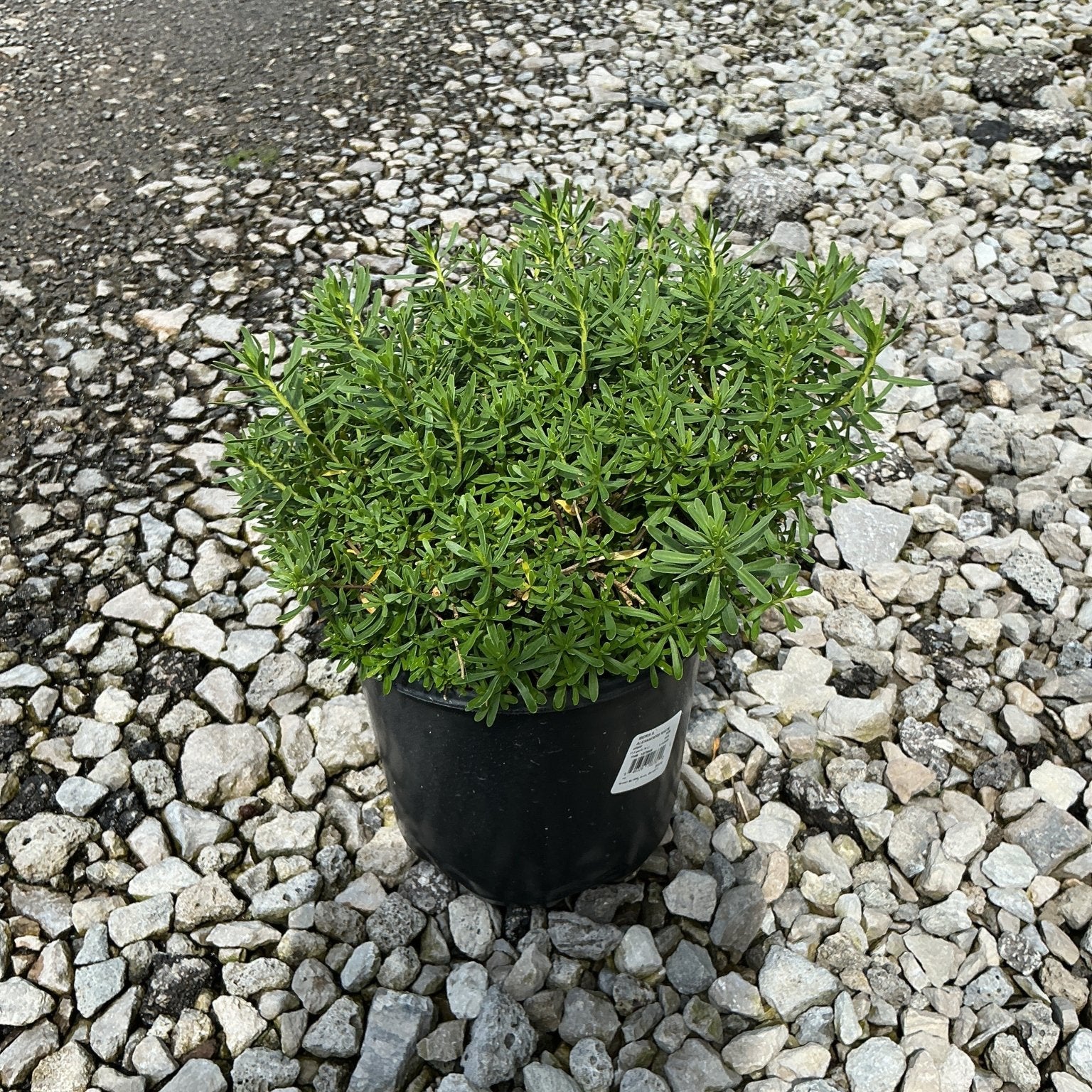 Alexander's White Candytuft in a #1 black nursery container, showing dense mounding green foliage on a gravel surface.