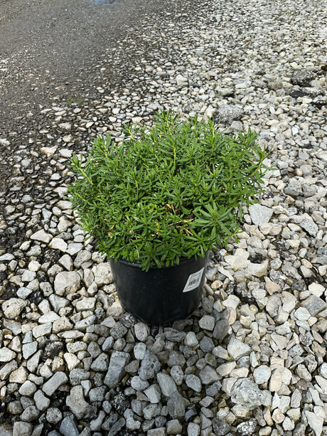 Alexander's White Candytuft in a #1 black nursery container, showing dense mounding green foliage on a gravel surface.