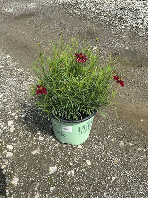 Red Satin Coreopsis blooming in a nursery container with deep crimson daisy-like flowers and fine green foliage.