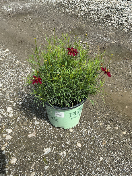 Red Satin Coreopsis blooming in a nursery container with deep crimson daisy-like flowers and fine green foliage.