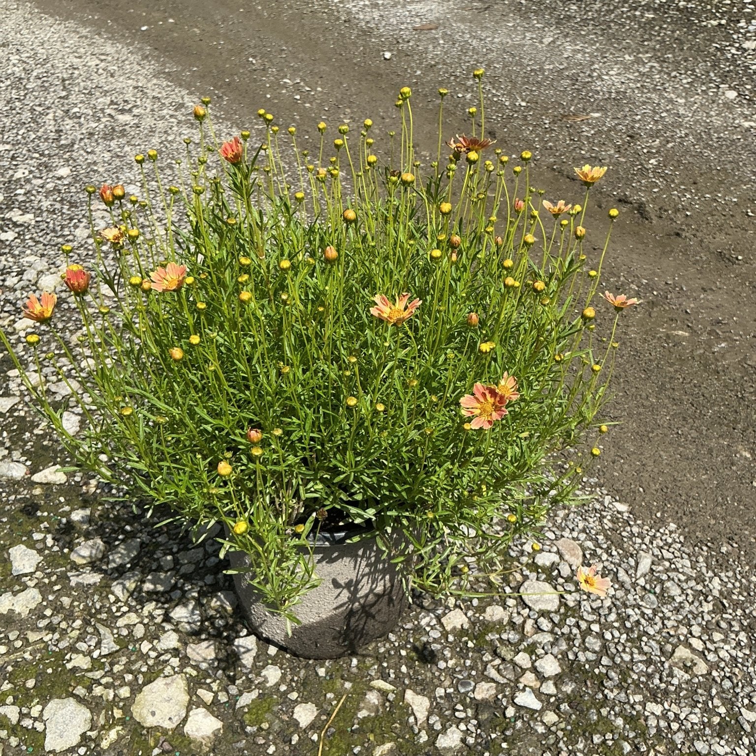 Creme Caramel Coreopsis in a nursery container showing mounding green foliage with salmon-orange blooms and buds.