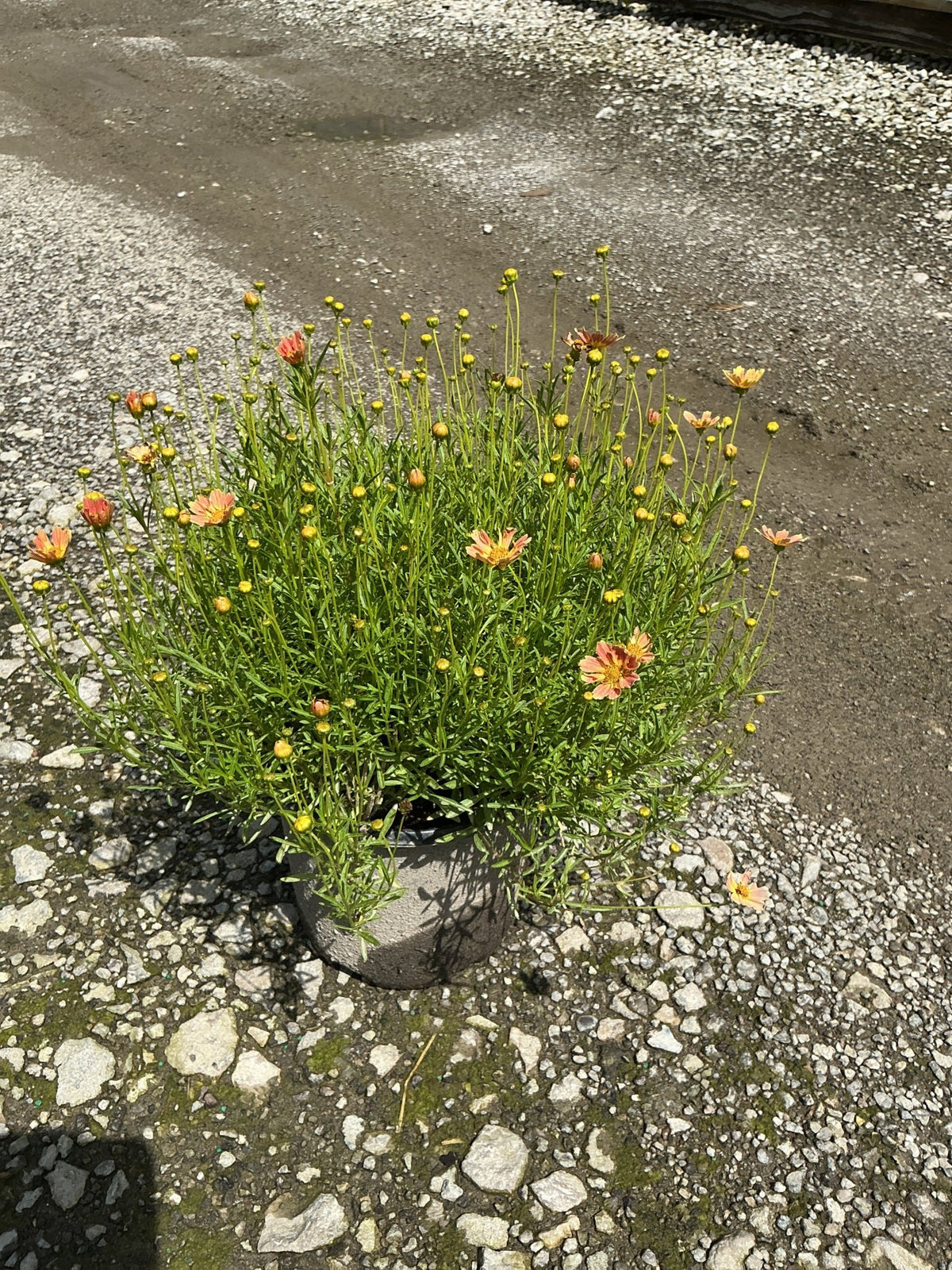 Creme Caramel Coreopsis in a nursery container showing mounding green foliage with salmon-orange blooms and buds.