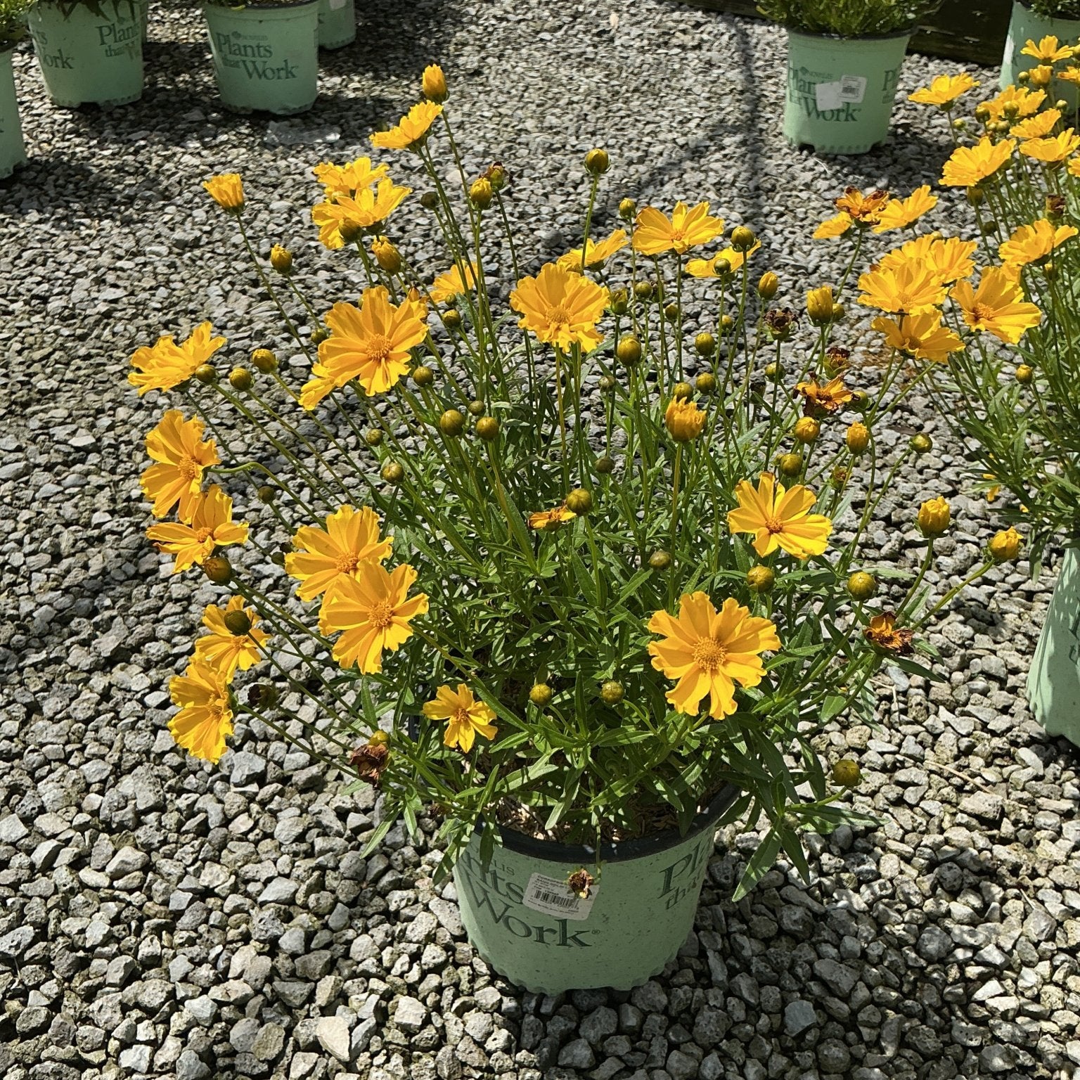 Li'l Bang Goldilocks Coreopsis in a nursery container covered in bright golden-yellow daisy-like blooms on gravel.