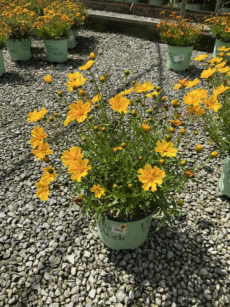 Li'l Bang Goldilocks Coreopsis in a nursery container covered in bright golden-yellow daisy-like blooms on gravel.