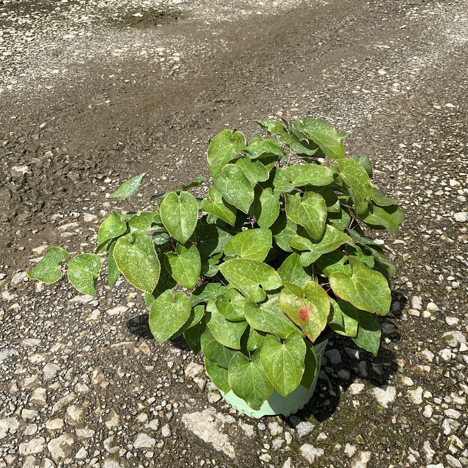 Epimedium x perralchicum 'Frohnleiten' barrenwort in a #1 container showing dense heart-shaped green foliage.