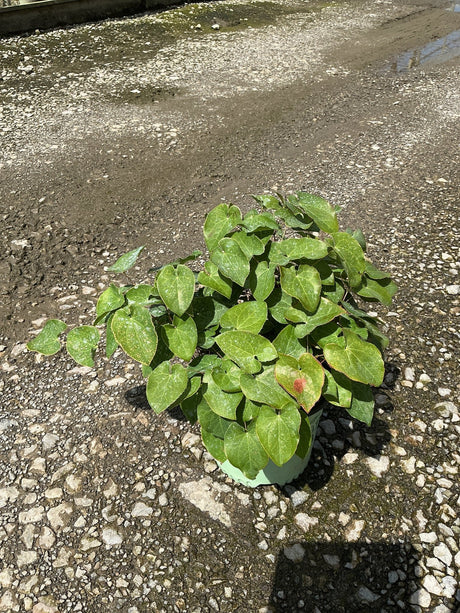 Epimedium x perralchicum 'Frohnleiten' barrenwort in a #1 container showing dense heart-shaped green foliage.