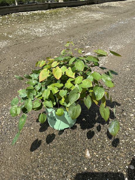 Epimedium x versicolor Sulphureum Bicolor Barrenwort in a #1 container showing dense green heart-shaped foliage.