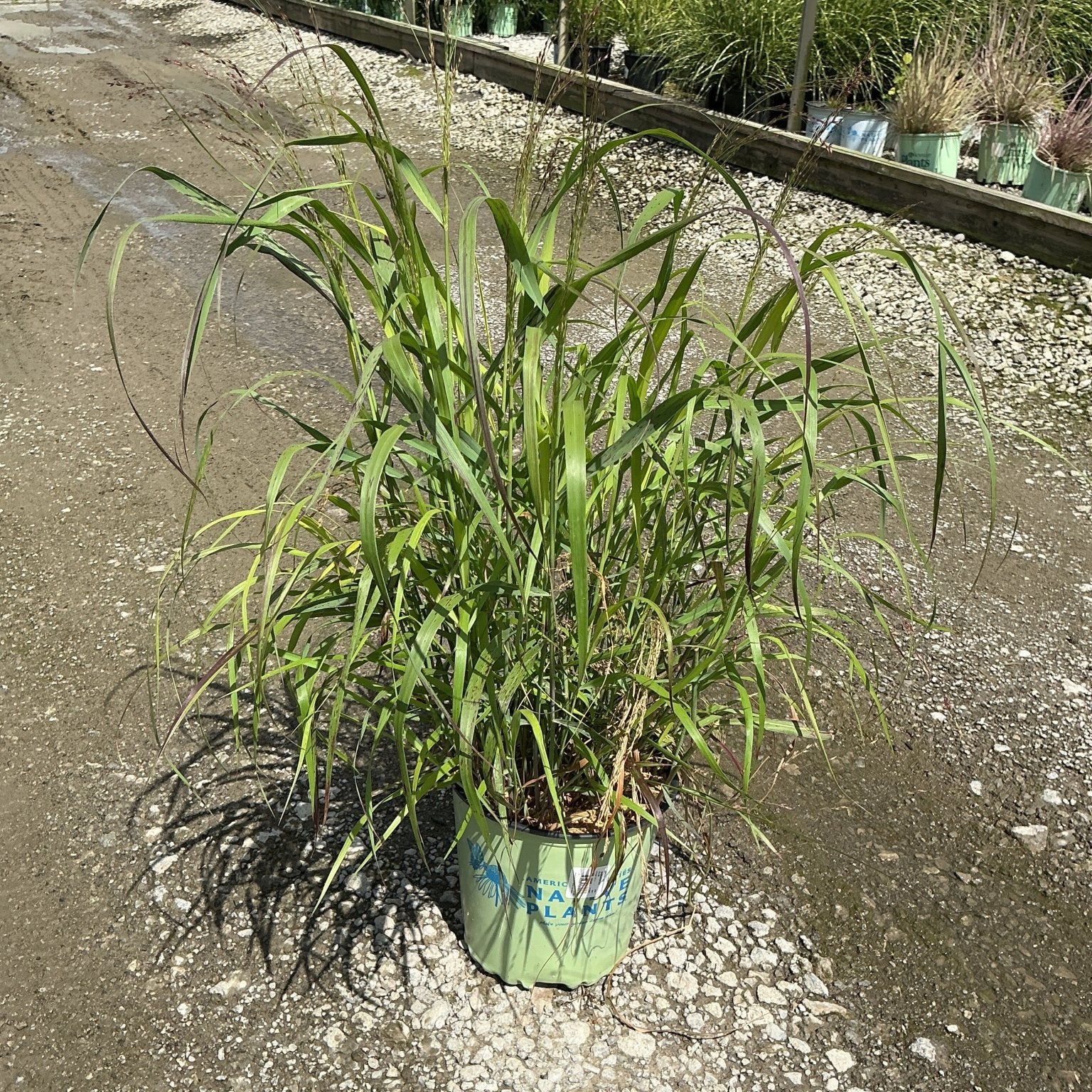 Shenandoah Switch Grass in a #2 container showing arching green foliage with hints of red at a nursery.