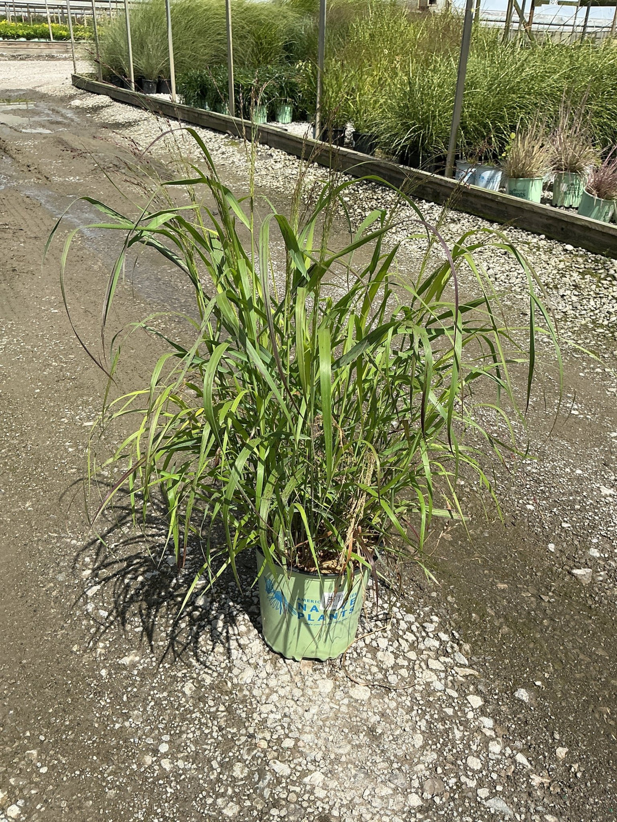 Shenandoah Switch Grass in a #2 container showing arching green foliage with hints of red at a nursery.