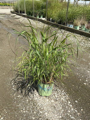 Shenandoah Switch Grass in a #2 container showing arching green foliage with hints of red at a nursery.