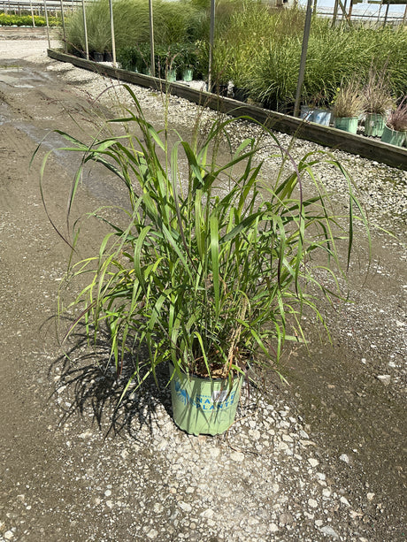 Shenandoah Switch Grass in a #2 container showing arching green foliage with hints of red at a nursery.
