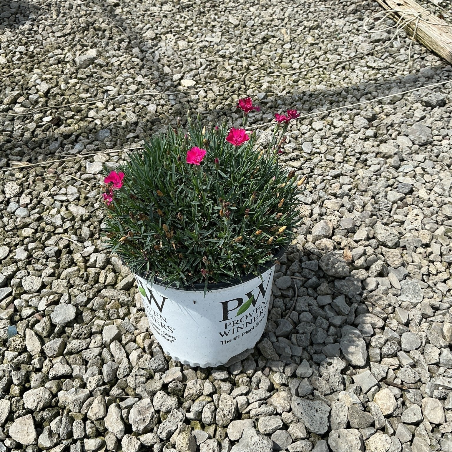 Paint the Town Magenta Dianthus in a #1 Proven Winners container, showing bright magenta blooms and dense blue-green foliage.