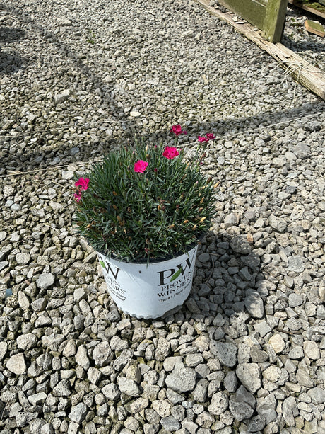 Paint the Town Magenta Dianthus in a #1 Proven Winners container, showing bright magenta blooms and dense blue-green foliage.