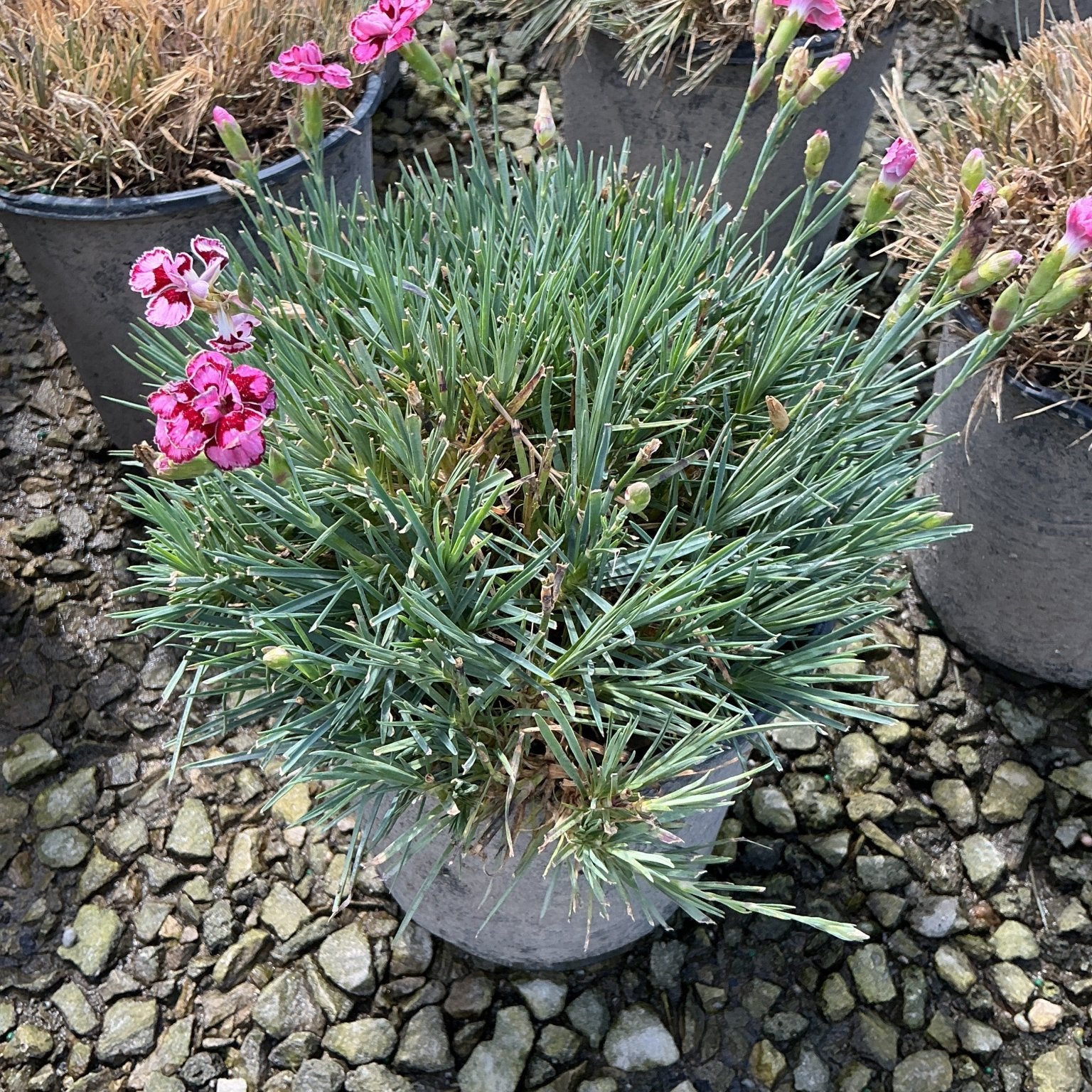 Star Starburst Dianthus in a container with pink and red bicolor blooms over blue-green needle-like foliage on gravel.