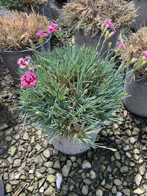 Star Starburst Dianthus in a container with pink and red bicolor blooms over blue-green needle-like foliage on gravel.
