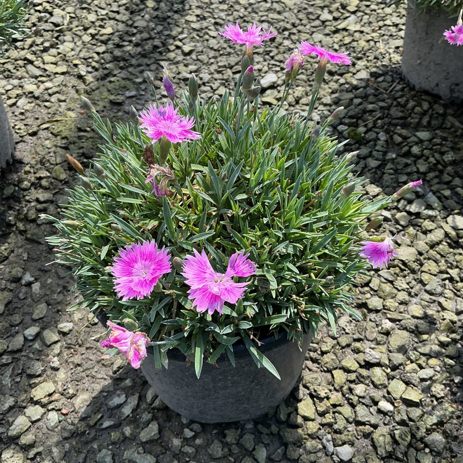 EverBloom Watermelon Ice Dianthus blooming in a dark round container with vivid pink flowers over blue-green grassy foliage.