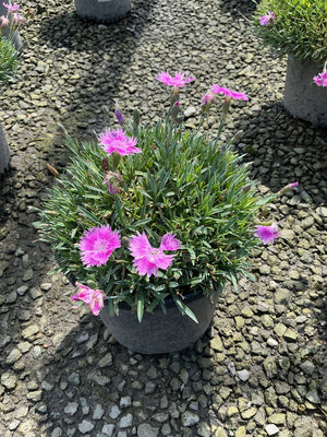 EverBloom Watermelon Ice Dianthus blooming in a dark round container with vivid pink flowers over blue-green grassy foliage.