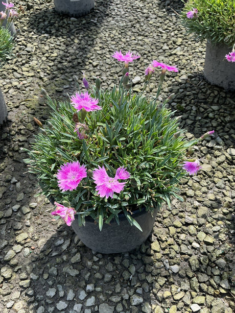 EverBloom Watermelon Ice Dianthus blooming in a dark round container with vivid pink flowers over blue-green grassy foliage.