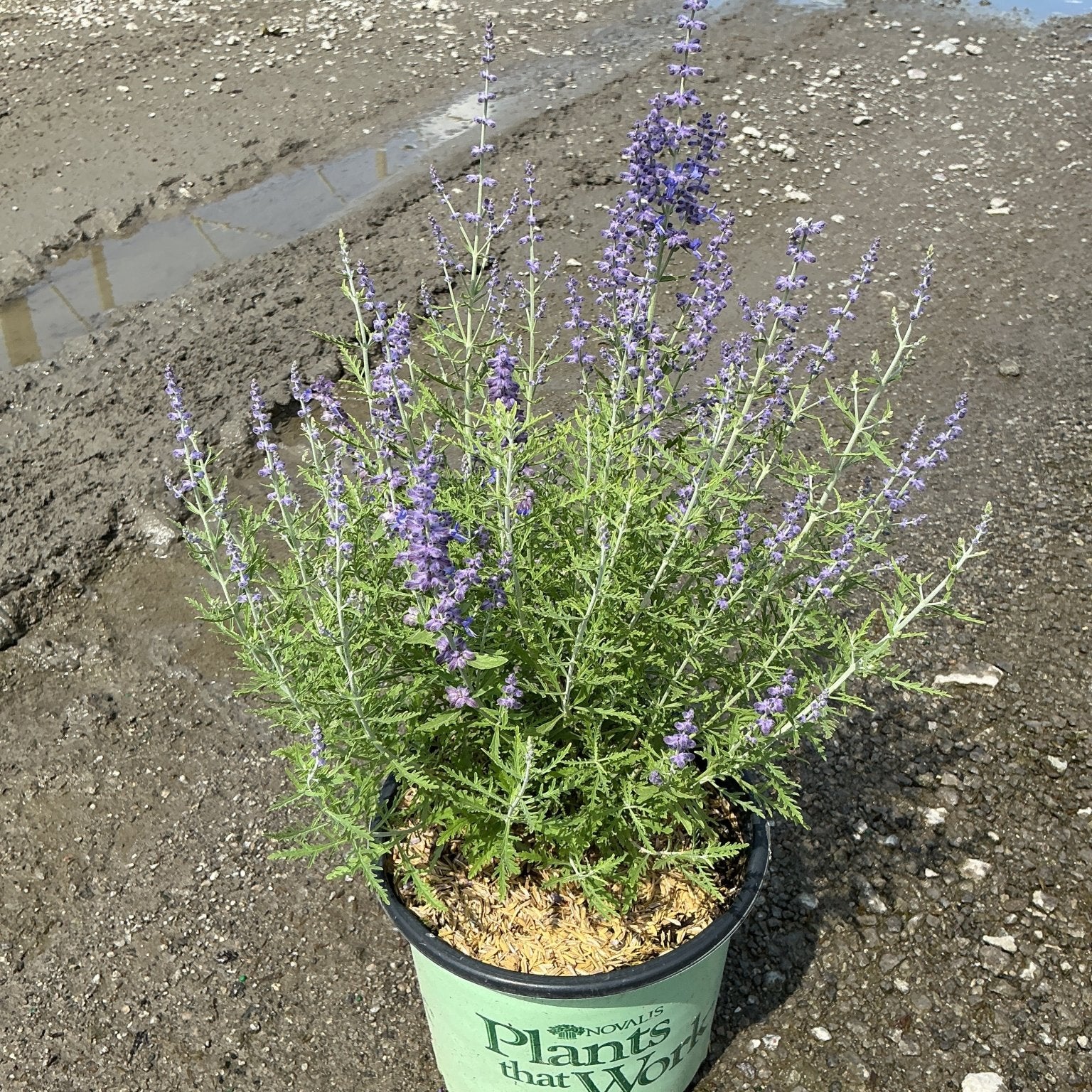 Blue Jean Baby Russian Sage in a #1 container displaying tall purple flower spikes and finely cut silver-green foliage.