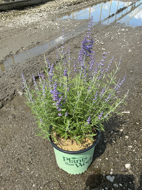 Blue Jean Baby Russian Sage in a #1 container displaying tall purple flower spikes and finely cut silver-green foliage.