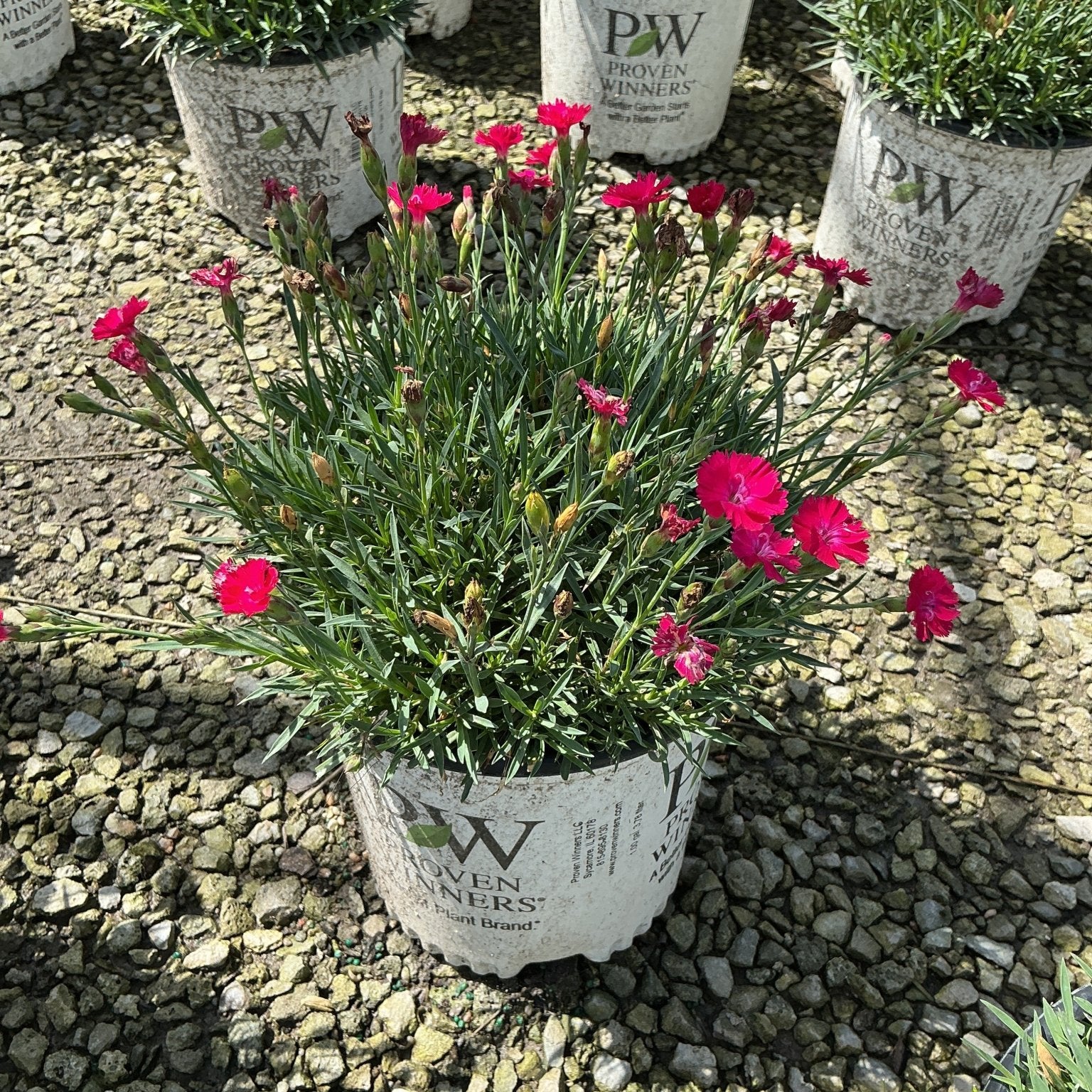 Paint the Town Red Dianthus in a Proven Winners container with vivid magenta blooms and narrow green foliage.