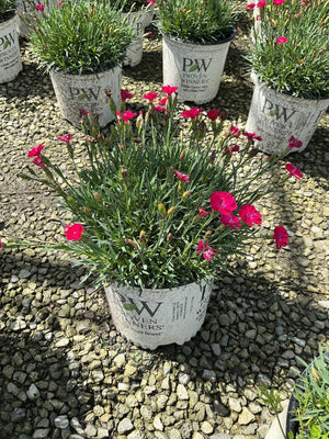 Paint the Town Red Dianthus in a Proven Winners container with vivid magenta blooms and narrow green foliage.