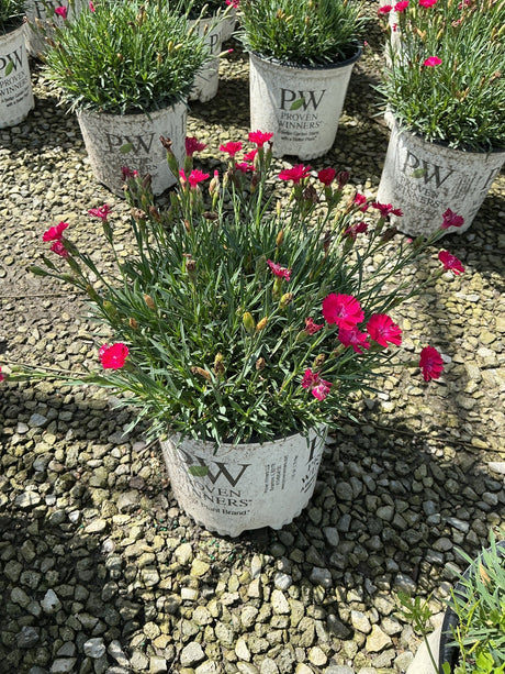 Paint the Town Red Dianthus in a Proven Winners container with vivid magenta blooms and narrow green foliage.
