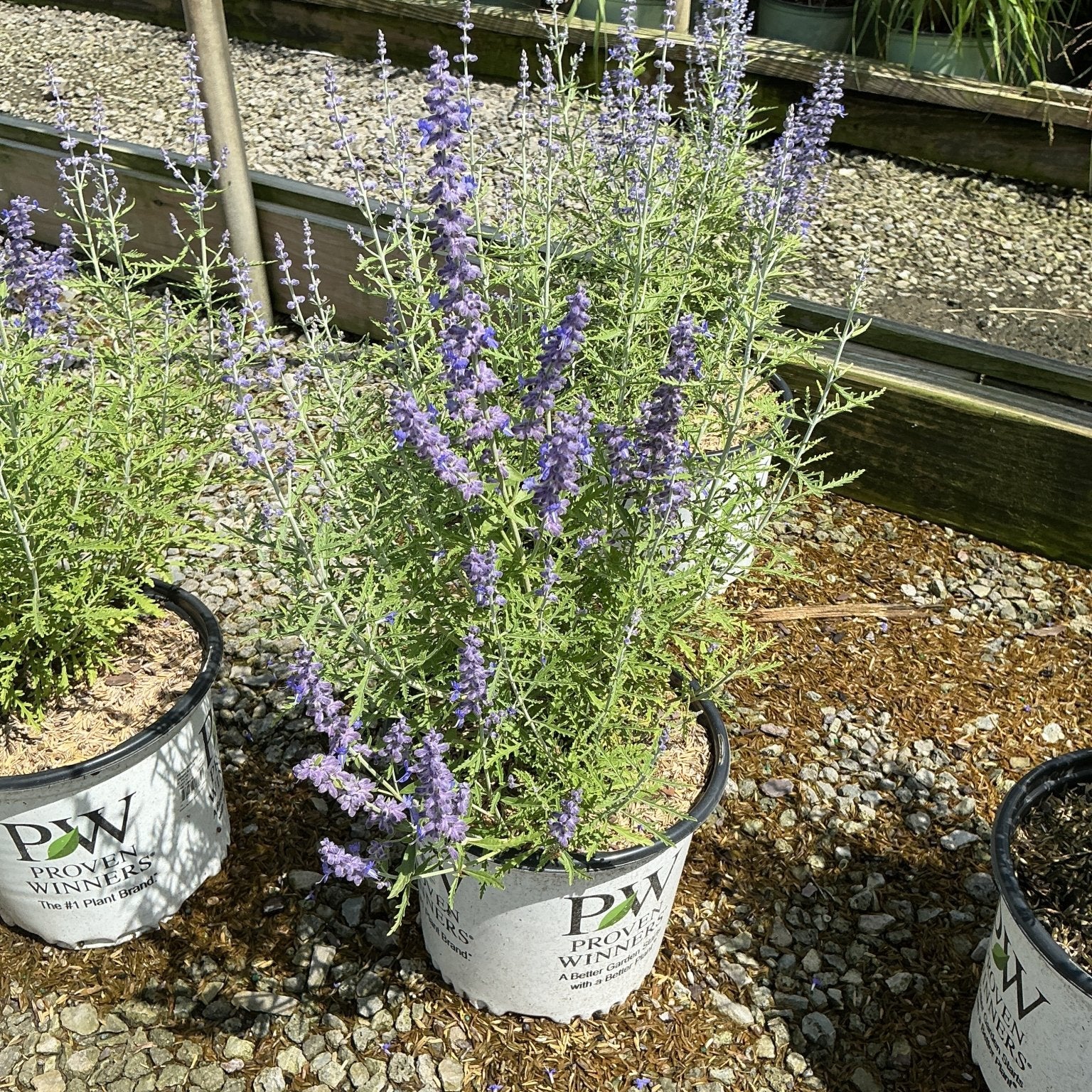 Denim 'n Lace Russian Sage blooming in a Proven Winners container with lavender-blue flower spikes and fine-textured foliage.