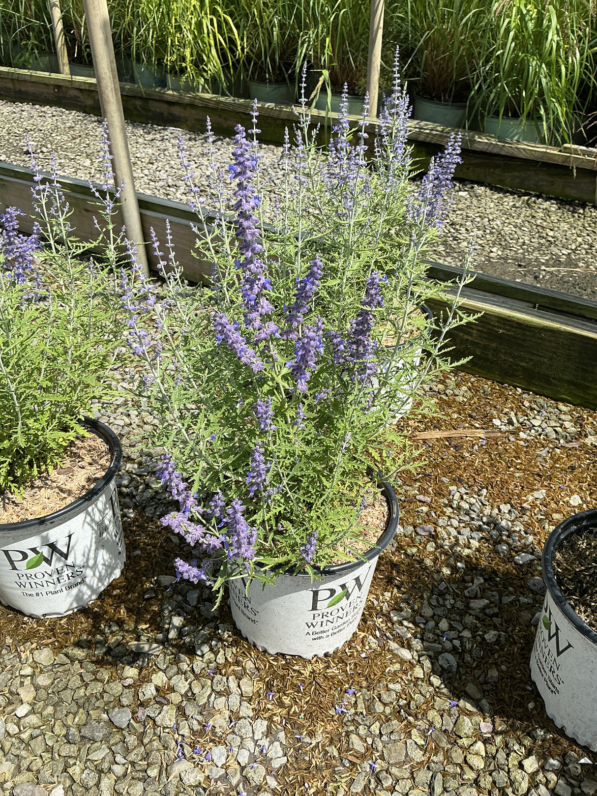 Denim 'n Lace Russian Sage blooming in a Proven Winners container with lavender-blue flower spikes and fine-textured foliage.
