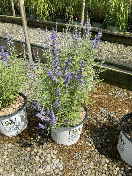 Denim 'n Lace Russian Sage blooming in a Proven Winners container with lavender-blue flower spikes and fine-textured foliage.