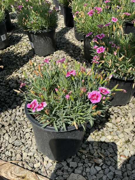 EverBloom Plum Glory Dianthus in a black nursery container with pink bicolor blooms and green foliage on gravel.