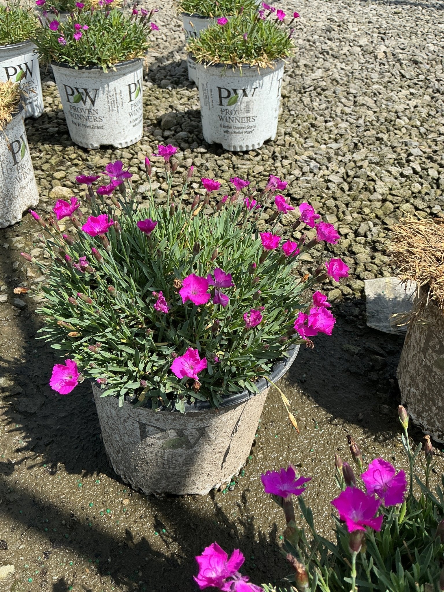 Paint The Town Fuchsia Dianthus | Buy at NatureHills.com