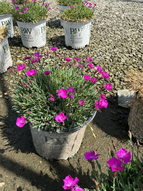 Paint The Town Fuchsia Dianthus in a Proven Winners container, covered in vivid magenta blooms with narrow green foliage.