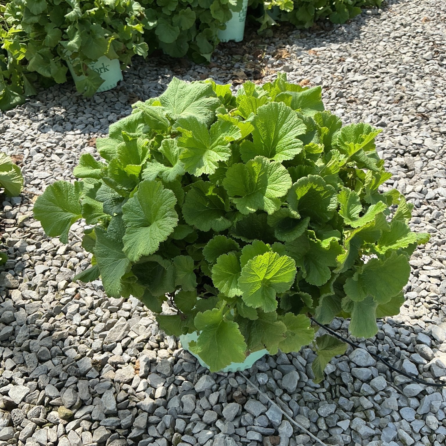 TEMPO Orange Geum perennial growing in a nursery container, showing dense mounded green foliage on gravel.
