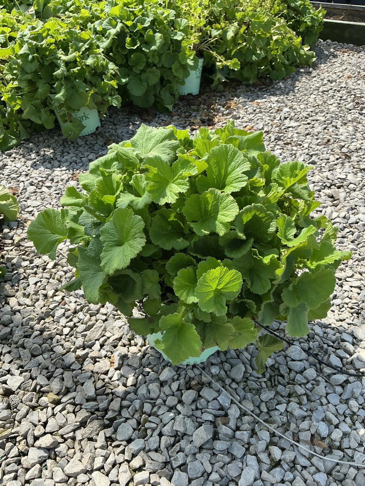 TEMPO Orange Geum perennial growing in a nursery container, showing dense mounded green foliage on gravel.