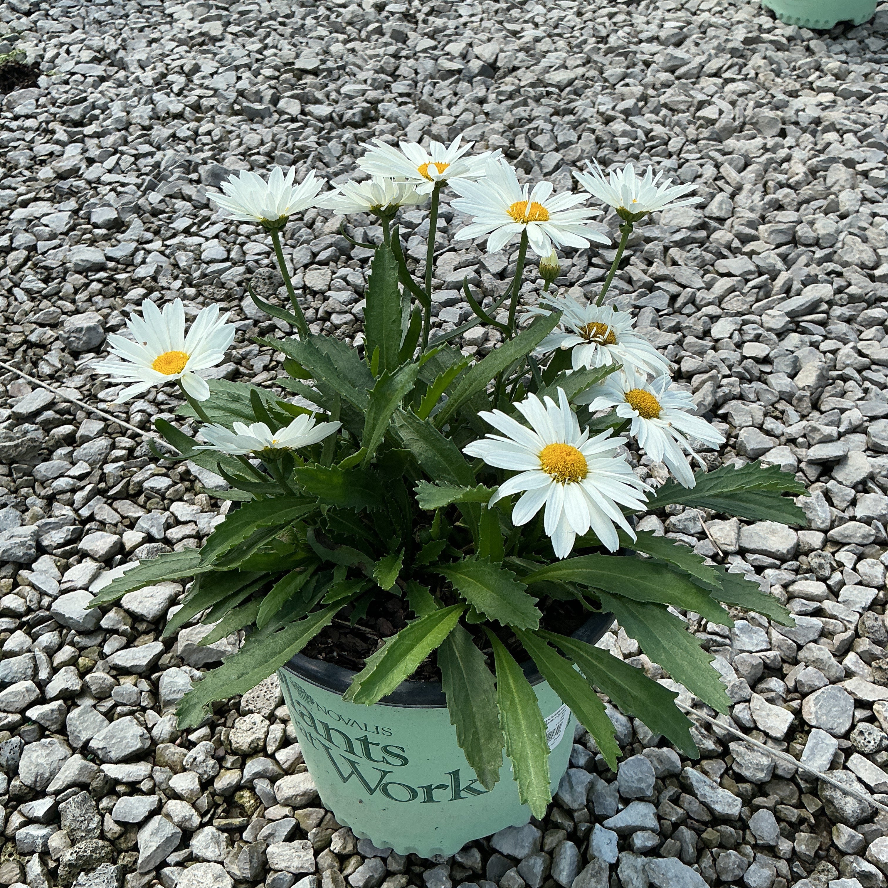Whoops-a-Daisy Shasta Daisy in a nursery container with white blooms and yellow centers on a gravel surface.