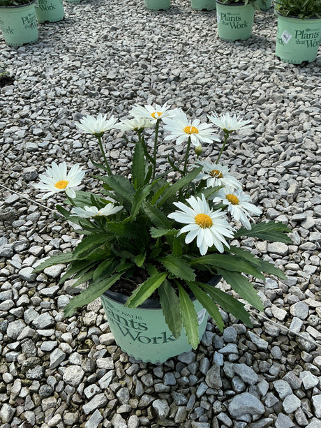 Whoops-a-Daisy Shasta Daisy in a nursery container with white blooms and yellow centers on a gravel surface.