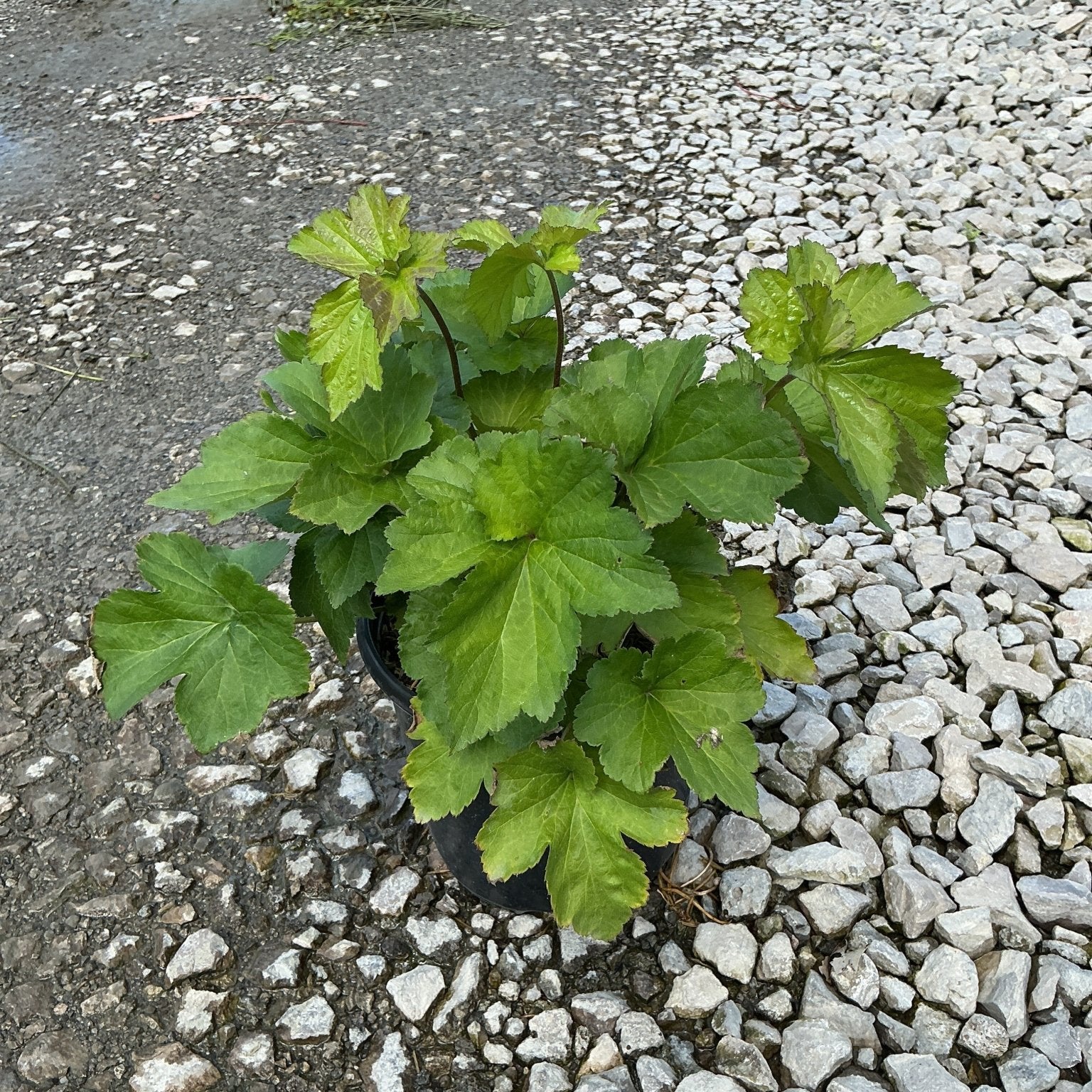 September Charm Japanese Anemone in a #1 container showing lush green lobed foliage on reddish stems, displayed on gravel.