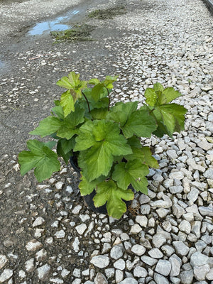 September Charm Japanese Anemone in a #1 container showing lush green lobed foliage on reddish stems, displayed on gravel.